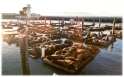 Seals, San Francisco America